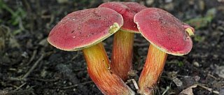 Houby města Českých Budějovic