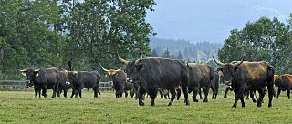 Chov vzácných býložravců na Šumavě