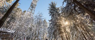 Rozhledna Kraví hora