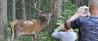 Za zvířátky a slatěmi na Šumavu