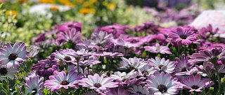 Květinové předplatné kytice ze Šumavy