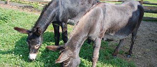 Domácí zoo Bejčkův mlýn Slavonice