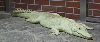 Největší expozice bílých krokodýlů na světě