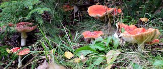 Houby na Libochovce ZRUŠENO