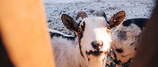 Hradní safari ve Strakonicích