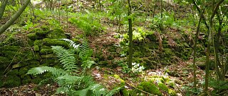 Ven z města Kaňonem Vltavy ke hradu Dívčí Kámen