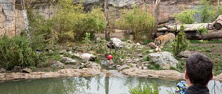 Hluboká nad Vltavou - ZOO Ohrada a zámek