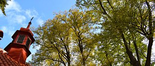 Kaple sv. Rosalie u Borovan