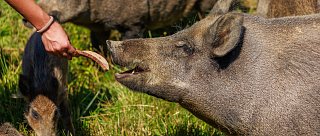 Zabijačkové hody v Safari Resortu