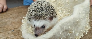 Workshop u Oveček z Chlumečku