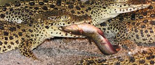 Krokodýlí ZOO Protivín