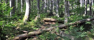 Boubínský prales a jezírko