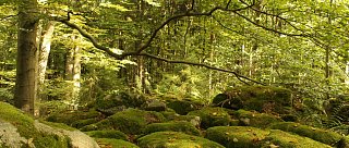 Přírodní rezervace Fabián