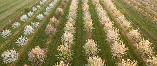 Památník Petra Chelčického v Chelčicích