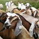 Kozí farma Peníkov: Sýr, příroda a zážitek na dosah